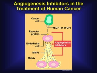 Angiogenesis Inhibitors in the
 Treatment of Human Cancer
         Cancer
            cell

                   VEGF (or bFGF)
       Receptor
        protein


     Endothelial    Angiogenesis
            cell    Inhibitors


          MMPs

      Matrix
 