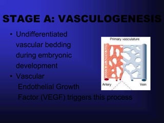STAGE A: VASCULOGENESIS
 • Undifferentiated
   vascular bedding
   during embryonic
   development
 • Vascular
    Endothelial Growth
    Factor (VEGF) triggers this process
 