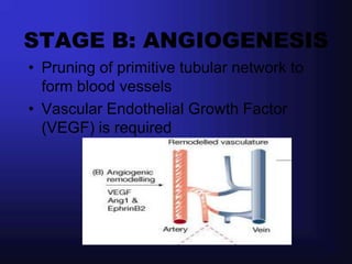 STAGE B: ANGIOGENESIS
• Pruning of primitive tubular network to
  form blood vessels
• Vascular Endothelial Growth Factor
  (VEGF) is required
 