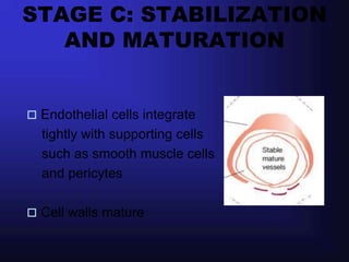STAGE C: STABILIZATION
   AND MATURATION


 Endothelial cells integrate
  tightly with supporting cells
  such as smooth muscle cells
  and pericytes

 Cell walls mature
 