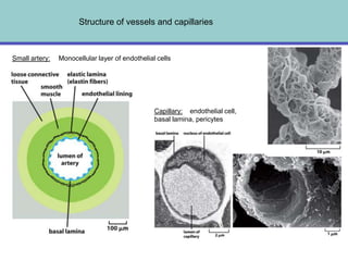 Structure of vessels and capillaries



Small artery:   Monocellular layer of endothelial cells




                                                 Capillary: endothelial cell,
                                                 basal lamina, pericytes
 