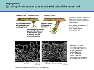 Angiogenesis:
Sprouting of cells from mature endothelial cells of the vessel wall



                                                        (secretion of proteases, resolution of
                                                        Basal lamina, migration towards
                                                        Chemotactic gradient, proliferation,
                                                        Tube formation)

                                                        VEGF is factor largely specific for
                                                        endothelial cells,
                                                        bFGF can also induce,
                                                        not specific for EC)




                                                         Mouse cornea:
                                                         wounding induces
                                                         angiogenesis,
                                                         chemotactic
                                                         response to
                                                         angiogenic factors
 