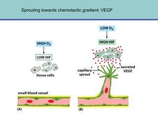 Sprouting towards chemotactic gradient: VEGF
 