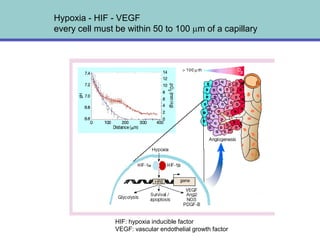 Hypoxia - HIF - VEGF
every cell must be within 50 to 100 m of a capillary




               HIF: hypoxia inducible factor
               VEGF: vascular endothelial growth factor
 