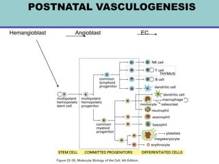 POSTNATAL VASCULOGENESIS

Hemangioblast   Angioblast   EC
 