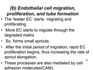(b) Endothelial cell migration,
   proliferation, and tube formation
• The „leader EC‟ starts migrating and
  proliferating
• More EC starts to migrate through the
  degraded matrix
• So, forms small sprouts.
• After the initial period of migration, rapid EC
  proliferation begins, thus increasing the rate of
  sprout elongation.
                                                  65
• These processes are also mediated by cell
  adhesion molecules(CAM).
 