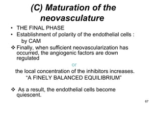 (C) Maturation of the
          neovasculature
• THE FINAL PHASE
• Establishment of polarity of the endothelial cells :
     by CAM
 Finally, when sufficient neovascularization has
   occurred, the angiogenic factors are down
   regulated
                          or
  the local concentration of the inhibitors increases.
       “A FINELY BALANCED EQUILIBRIUM”

 As a result, the endothelial cells become
 quiescent.
                                                         67
 