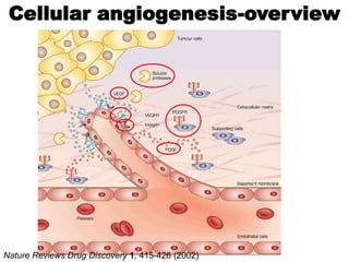 Cellular angiogenesis-overview




Nature Reviews Drug Discovery 1, 415-426 (2002)
 