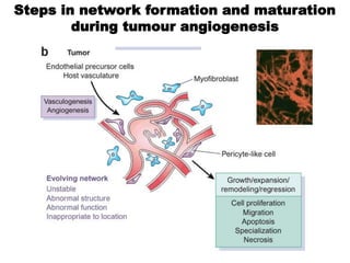 Steps in network formation and maturation
        during tumour angiogenesis
 