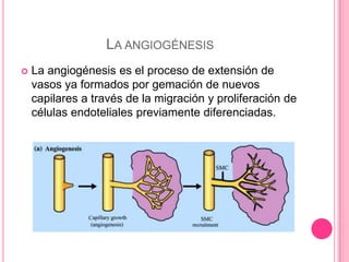 Angiogenesis Simple Angiogénesis y vasculogénesis. | PPTX