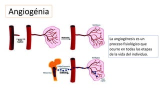 Angiogénia
La angiogénesis es un
proceso fisiológico que
ocurre en todas las etapas
de la vida del individuo.
 