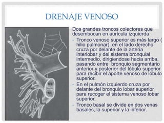 DRENAJE VENOSO
Dos grandes troncos colectores que
desembocan en aurícula izquierda
- Tronco venoso superior es más largo (
hilio pulmonar), en el lado derecho
cruza por delante de la arteria
interlobar y del sistema bronquial
intermedio, dirigiendose hacia arriba,
pasando entre bronquio segmentario
anterior y posterior del lóbulo superior
para recibir el aporte venoso de lóbulo
superior.
- En el pulmón izquierdo cruza por
delante del bronquio lobar superior
para recoger el sistema venoso lobar
superior.
- Tronco basal se divide en dos venas
basales, la superior y la inferior.
 