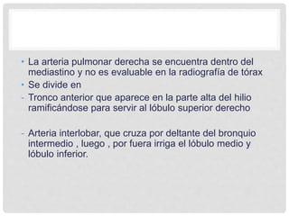 • La arteria pulmonar derecha se encuentra dentro del
mediastino y no es evaluable en la radiografía de tórax
• Se divide en
- Tronco anterior que aparece en la parte alta del hilio
ramificándose para servir al lóbulo superior derecho
- Arteria interlobar, que cruza por deltante del bronquio
intermedio , luego , por fuera irriga el lóbulo medio y
lóbulo inferior.
 