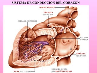 SISTEMA DE CONDUCCIÓN DEL CORAZÓN 