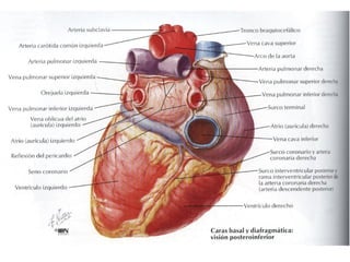 CORAZON | PDF