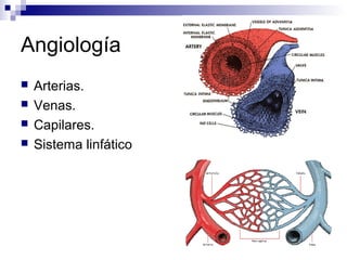 Angiología
 Arterias.
 Venas.
 Capilares.
 Sistema linfático
 