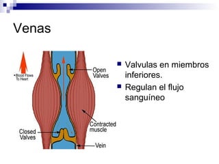 Venas
 Valvulas en miembros
inferiores.
 Regulan el flujo
sanguíneo
 
