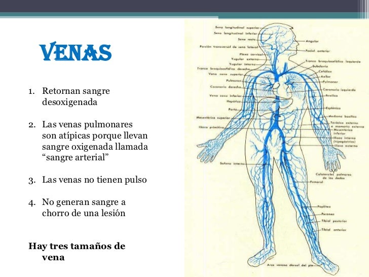 Cual Es La Vena Que Transporta Sangre Oxigenada