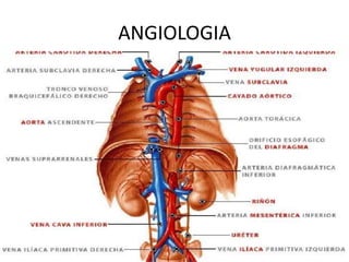 ANGIOLOGIA 
 