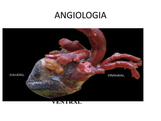 ANGIOLOGIA 
 