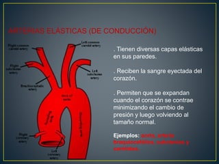 ARTERIAS ELÁSTICAS (DE CONDUCCIÓN)
. Tienen diversas capas elásticas
en sus paredes.
. Reciben la sangre eyectada del
corazón.
. Permiten que se expandan
cuando el corazón se contrae
minimizando el cambio de
presión y luego volviendo al
tamaño normal.
Ejemplos: aorta, arteria
braquiocefálica, subclavias y
carótidas.
 