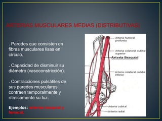 ARTERIAS MUSCULARES MEDIAS (DISTRIBUTIVAS)
. Paredes que consisten en
fibras musculares lisas en
círculo.
. Capacidad de disminuir su
diámetro (vasoconstricción).
. Contracciones pulsátiles de
sus paredes musculares
contraen temporalmente y
rítmicamente su luz.
Ejemplos: arterias braquial y
femoral.
 