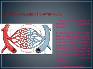 ARTERIAS PEQUEÑAS Y ARTERIOLAS
Tienen una luz estrecha y
paredes musculares
gruesas.
El grado de llenado de los
lechos capilares y el nivel de
presión arterial del sistema
vascular están regulados
principalmente por el grado
de tono del músculo liso de
las paredes arteriolares. Si
el tono es mayor que el
normal aparece
hipertensión.
No suelen tener nombre.
 