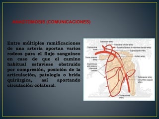 ANASTOMOSIS (COMUNICACIONES)
Entre múltiples ramificaciones
de una arteria aportan varios
rodeos para el flujo sanguíneo
en caso de que el camino
habitual estuviese obstruido
por compresión, posición de la
articulación, patología o brida
quirúrgica, así aportando
circulación colateral.
 