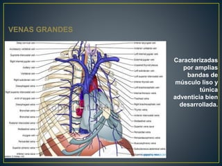 VENAS GRANDES
Caracterizadas
por amplias
bandas de
músculo liso y
túnica
adventicia bien
desarrollada.
 