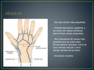 VÉNULAS
. Son las venas más pequeñas.
. Drenan los lechos capilares y
se unen con vasos similares
para formar venas pequeñas.
. Son tributarias de venas más
grandes que se unen para
formar plexos venosos, como el
arco venoso del pie o arco
dorsal venoso de la mano.
. No tienen nombre
 