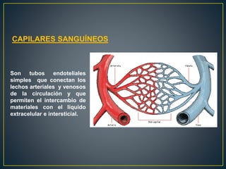 CAPILARES SANGUÍNEOS
Son tubos endoteliales
simples que conectan los
lechos arteriales y venosos
de la circulación y que
permiten el intercambio de
materiales con el líquido
extracelular e intersticial.
 