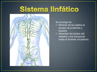 Se encarga de:
 Eliminar de los tejidos el
exceso de proteínas y
líquidos
 Absorben los lípidos del
intestino y los transporta
hasta el torrente circulatorio.
 