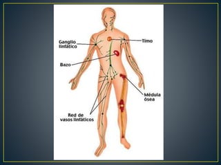Angiologia: Parte de la anatomia