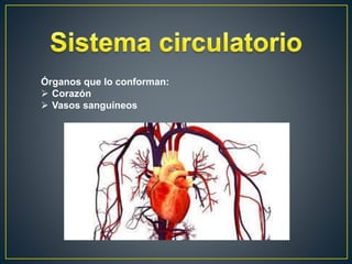 Órganos que lo conforman:
 Corazón
 Vasos sanguíneos
 