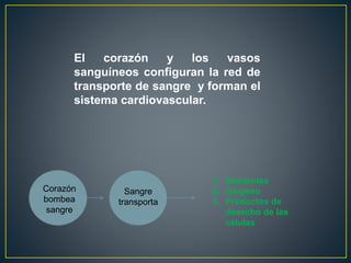 El corazón y los vasos
sanguíneos configuran la red de
transporte de sangre y forman el
sistema cardiovascular.
Corazón
bombea
sangre
Sangre
transporta
1. Nutrientes
2. Oxígeno
3. Productos de
desecho de las
células
 