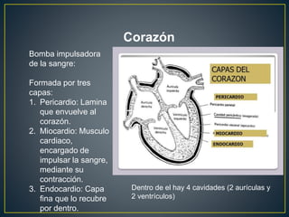 Corazón
Bomba impulsadora
de la sangre:
Formada por tres
capas:
1. Pericardio: Lamina
que envuelve al
corazón.
2. Miocardio: Musculo
cardiaco,
encargado de
impulsar la sangre,
mediante su
contracción.
3. Endocardio: Capa
fina que lo recubre
por dentro.
Dentro de el hay 4 cavidades (2 aurículas y
2 ventrículos)
 