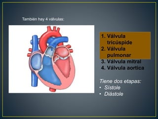 También hay 4 válvulas:
1. Válvula
tricúspide
2. Válvula
pulmonar
3. Válvula mitral
4. Válvula aortica
Tiene dos etapas:
• Sístole
• Diástole
 