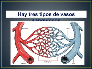 Hay tres tipos de vasos
sanguíneos
 