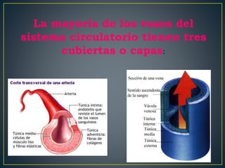 La mayoría de los vasos del
sistema circulatorio tienen tres
cubiertas o capas:
 
