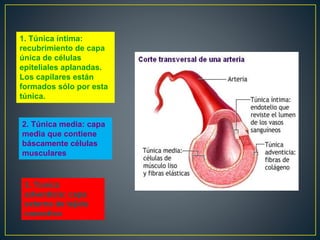 1. Túnica íntima:
recubrimiento de capa
única de células
epiteliales aplanadas.
Los capilares están
formados sólo por esta
túnica.
2. Túnica media: capa
media que contiene
báscamente células
musculares
3. Túnica
adventicia: capa
externa de tejido
conectivo
 