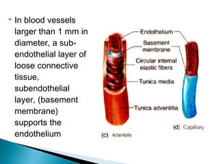 

In blood vessels
larger than 1 mm in
diameter, a subendothelial layer of
loose connective
tissue,
subendothelial
layer, (basement
membrane)
supports the
endothelium

 