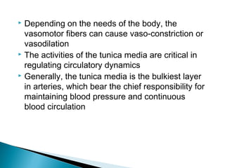 Depending on the needs of the body, the
vasomotor fibers can cause vaso-constriction or
vasodilation
 The activities of the tunica media are critical in
regulating circulatory dynamics
 Generally, the tunica media is the bulkiest layer
in arteries, which bear the chief responsibility for
maintaining blood pressure and continuous
blood circulation


 