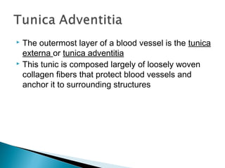 The outermost layer of a blood vessel is the tunica
externa or tunica adventitia
 This tunic is composed largely of loosely woven
collagen fibers that protect blood vessels and
anchor it to surrounding structures


 