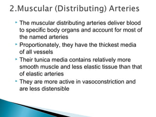 The muscular distributing arteries deliver blood
to specific body organs and account for most of
the named arteries
 Proportionately, they have the thickest media
of all vessels
 Their tunica media contains relatively more
smooth muscle and less elastic tissue than that
of elastic arteries
 They are more active in vasoconstriction and
are less distensible


 
