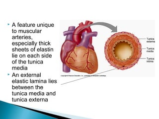 



A feature unique
to muscular
arteries,
especially thick
sheets of elastin
lie on each side
of the tunica
media
An external
elastic lamina lies
between the
tunica media and
tunica externa

 
