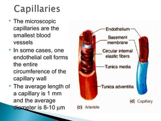 





The microscopic
capillaries are the
smallest blood
vessels
In some cases, one
endothelial cell forms
the entire
circumference of the
capillary wall
The average length of
a capillary is 1 mm
and the average
diameter is 8-10 µm

 