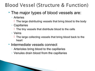  The

major types of blood vessels are:

◦ Arteries

 The large distributing vessels that bring blood to the body

◦ Capillaries
 The tiny vessels that distribute blood to the cells

◦ Veins
 The large collecting vessels that bring blood back to the
heart


Intermediate vessels connect

◦ Arterioles bring blood to the capillaries
◦ Venules drain blood from the capillaries

 