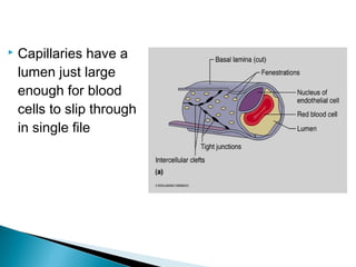 

Capillaries have a
lumen just large
enough for blood
cells to slip through
in single file

 