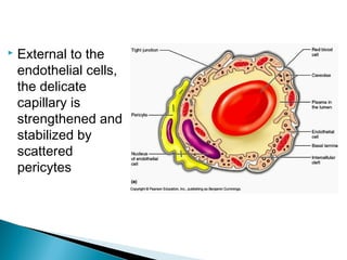 

External to the
endothelial cells,
the delicate
capillary is
strengthened and
stabilized by
scattered
pericytes

 