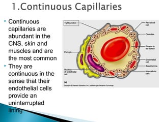Continuous
capillaries are
abundant in the
CNS, skin and
muscles and are
the most common
 They are
continuous in the
sense that their
endothelial cells
provide an
uninterrupted
lining


 